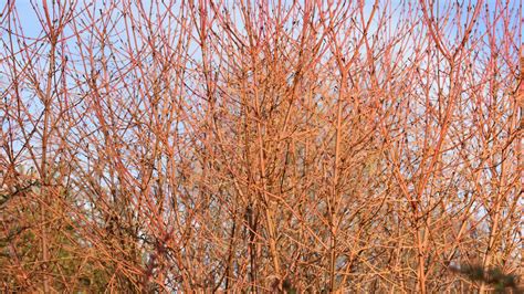 Since cornus sanguinea is fully hardy throughout the uk, you'll be able to enjoy this flamboyant. Cornus sanguinea 'Midwinter Fire' - Cambridge Botanic Garden