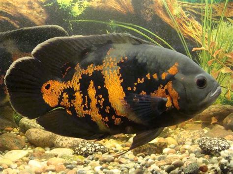Jenis ikan oscar ini pun juga mudah ditemukan. 12 Jenis Ikan Hias Air Tawar yang Mudah Dipelihara untuk Pemula
