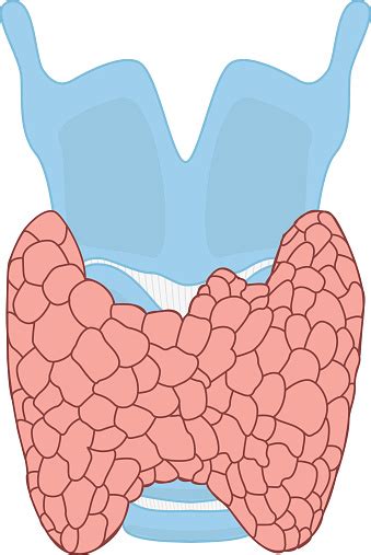 Webmd's thyroid anatomy page provides a detailed image of the thyroid as well as a definition and information related to the thyroid. Thyroid Gland With Thyroid Cartilage And Trachea Anatomy ...