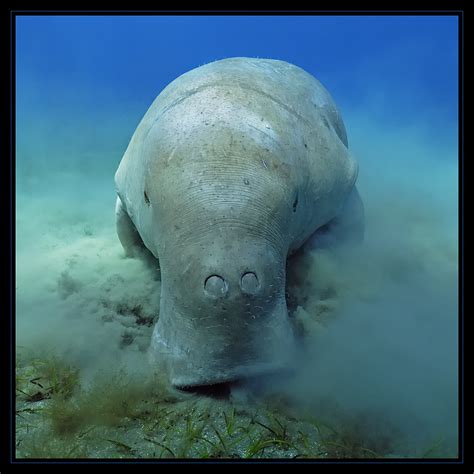 Dugongs are related to manatees and are similar in appearance and behavior— though the dugong's tail is fluked like a whale's. Dugong Foto & Bild | unterwasser, uw-salzwasser, natur ...