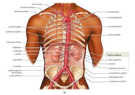 Bodymod.org is a body modification community that was built for you. Expert (met afbeeldingen)