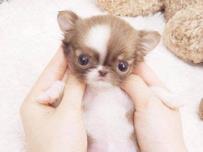 Purchased this adorable little guy for my niece however we have just found out my sister is allergic and won't be. All Puppies For Sale | Teacup chihuahua, Chihuahua puppies ...