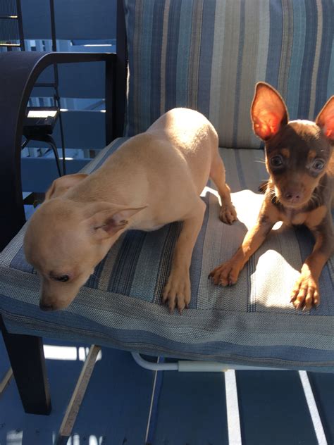 There are 6 female and 1 male puppy. Chihuahua Puppies For Sale | Burlington, MA #247152