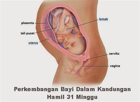 Berapa minggu bayinya mulai bergerak? Perkembangan Bayi Dalam Kandungan Hamil 31 Minggu