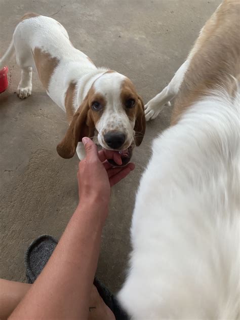 List grid map arkoma basset hounds. Basset Hound Puppies For Sale | Perryville, MO #333973