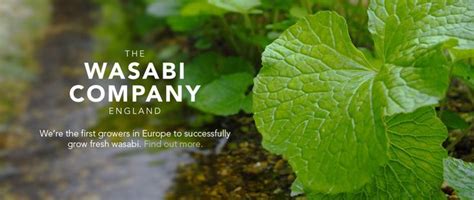 Wasabi or japanese horseradish is a plant of the family brassicaceae, which also includes horseradish and mustard in other genera. Fresh, British grown Wasabi | Grow Your Own | The Wasabi ...