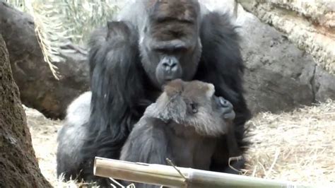 It is funny what you will not see online, apes were spotted making love like a human being somewhere, see the video: You are persistent! Gorillas mating.アンタしつこい!ゴリラの交尾。 - YouTube