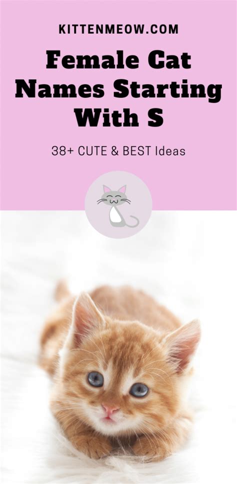 Find bran names for girls at babynamewizard.com | baby name wizard Female Cat Names Starting With S with Video - KittenMeow