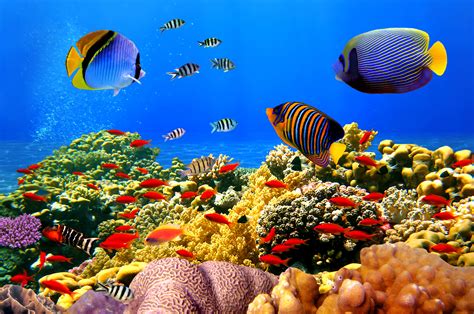 Ø 40cm was ist die englische bedeutung von korallen. Download Hintergrundbild fische, ozean, korallen, reef ...