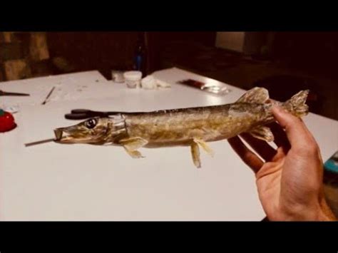 All of our shed kits are precision cut, ready to assemble and come with easy to understand assembly instructions. Mount a Fish in Four Days! Do It Yourself Beginner Taxidermy - YouTube