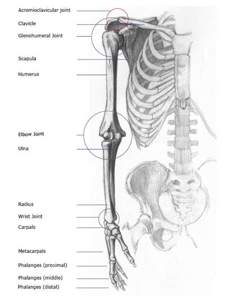 The olecranal region encompassing the back of the elbow, the antebrachial region encompasses the forearm, front and back. Arm bones anatomy