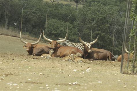 A las 19:00 horario exhibicion de aves rapaces: Safari Madrid, un trocito de África en Aldea del Fresno ...