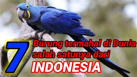 Contoh indukan yang baik terhadap. 7 Burung Termahal di Dunia salah satunya dari Indonesia - YouTube