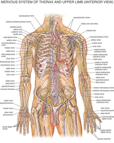 Bone tissue (osseous tissue) differs greatly from other tissues in the body. Nervous System | Human body nervous system, Human body ...