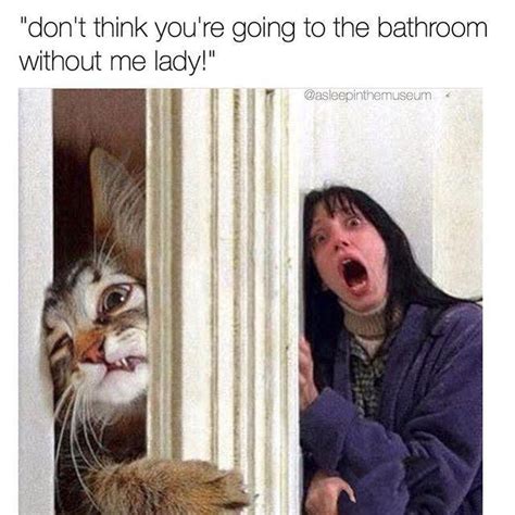 Does your cat tend to follow you closely around dinnertime? Why Does My Cat Always Follow Me To the Bathroom ...