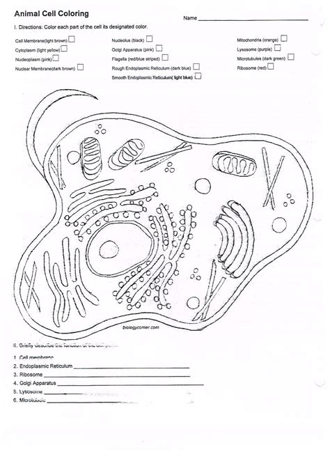 Biologycorner.com animal cell coloring answer key : Biology Corner Animal Cell Coloring Answer Key - coloring ...