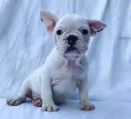 I am a responsible ethical breeder with a high regard for great health, specializing in quality genetics. View Ad: French Bulldog Puppy for Sale near South Carolina ...