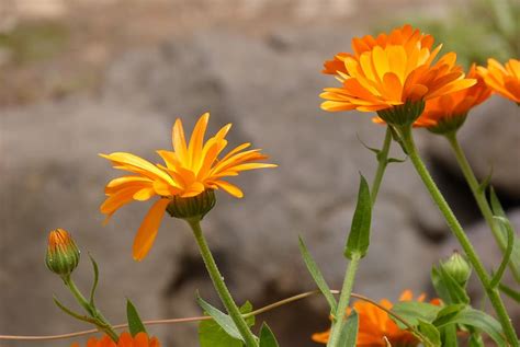 Tapi, ada satu waktu yang harus dihindari ketika ingin ke padang bunga marigold di desa. 13+ Gambar Bunga Marigold Ungu - Gambar Bunga Indah