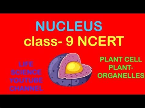 Ncert exemplar for class 9 science chapter 6 tissues: NUCLEUS , class - 9 PLANT CELL NCERT / in hindi - YouTube