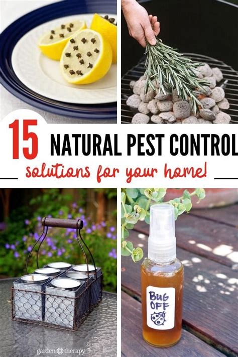 If you use pesticides to control pests around the house, make sure you use as little as possible. 15 Simple Natural Pest Control Ideas That Really Work! in ...