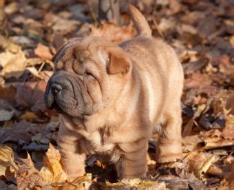 | all the info you need when puppies grow very quickly and must be fed accordingly. Miniature Shar Pei Puppies | LoveToKnow