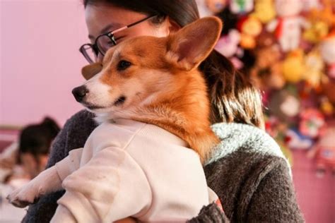 Mimpi melihat anjing bukanlah mimpi yang menakutkan. Gemas! Di Kafe Ini Bisa Pesan dan Bayar Makanan Lewat ...