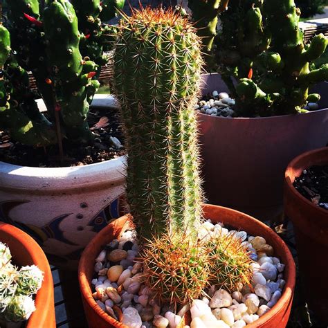 The name cacti or cactus has been adopted by the masses as the universal term to describe i have heard the term used to describe a varied range of plants from euphorbias to fouquierias (ocotillo) to unfortunately this field mark is only helpful, of course, if the plant happens to be blooming. Cactus Blog - Page 11 of 210 - Cactus Jungle