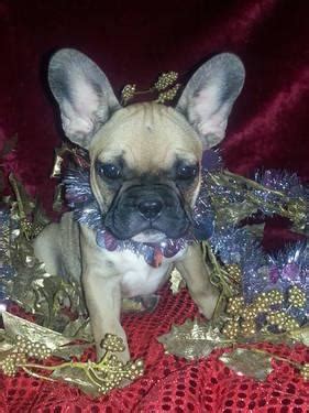 Features and shout outs available. Adorable Red French Bulldog Puppy! TEXT FOR PICS! for Sale ...