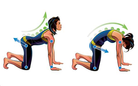 The cat and camel back stretch is a gentle exercise that stretches and strengthens the muscles that stabilize the spine, including the back extensors and abdominals. Cat-Camel - Santa Barbara Deep Tissue - Riktr PRO Massage ...