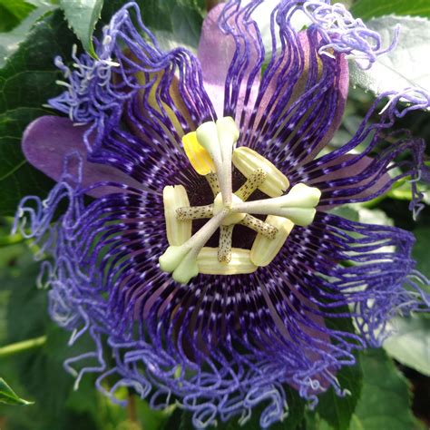 Ce sont en général des plantes grimpantes qui s'accrochent à l'aide de vrilles. Passiflore Essenza - Fleur de la Passion à fleurs bleu ...