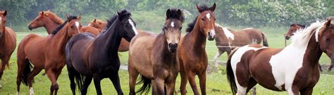 Het veroorzaakt de ziekte westnijlkoorts (west nile. West Nijl-virus in Nederland bevestigd