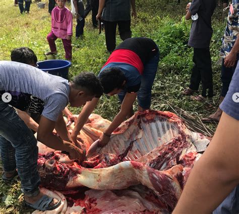 Rasa dagingnya sangat sedap, tak sama dengan daging lembu segar yang disembelih biasa. "Tak Salah Buat Korban Daging Lembu Wagyu, Tapi Lembu ...