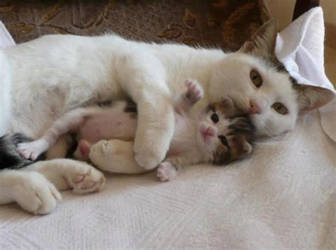 Tingkah kucing lucu banget seperti. 20 Foto Anak Kucing Lucu dan Imut-imut