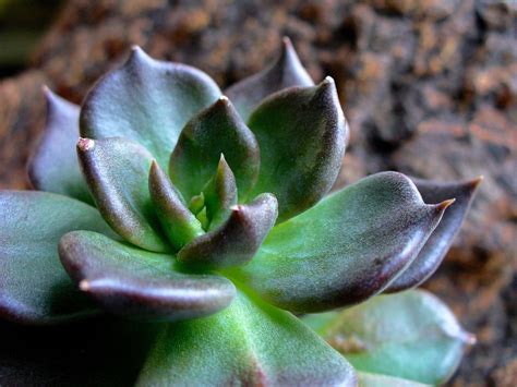 Available for 3 easy payments. Echeveria Affinis "Black Prince". | Echeveria, Plants ...