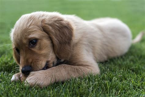 Best dog food for allergies overall: What Should I Look for When I Buy Puppy Food for a Large ...