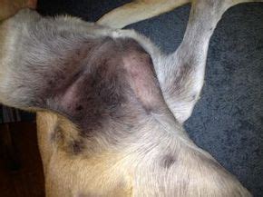 See more ideas about dark patches on skin, skin, lighten skin. Pin on Pets