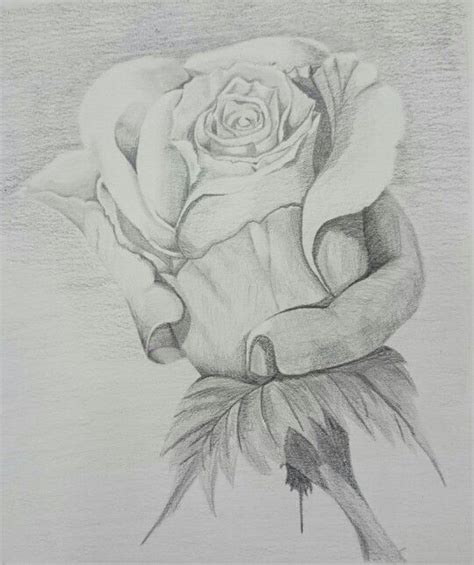 Ver más ideas sobre dibujos blanco y negro, dibujos, blanco y negro. 10 dibujos a lápiz de rosas para tatuajes - Dibujos a lapiz