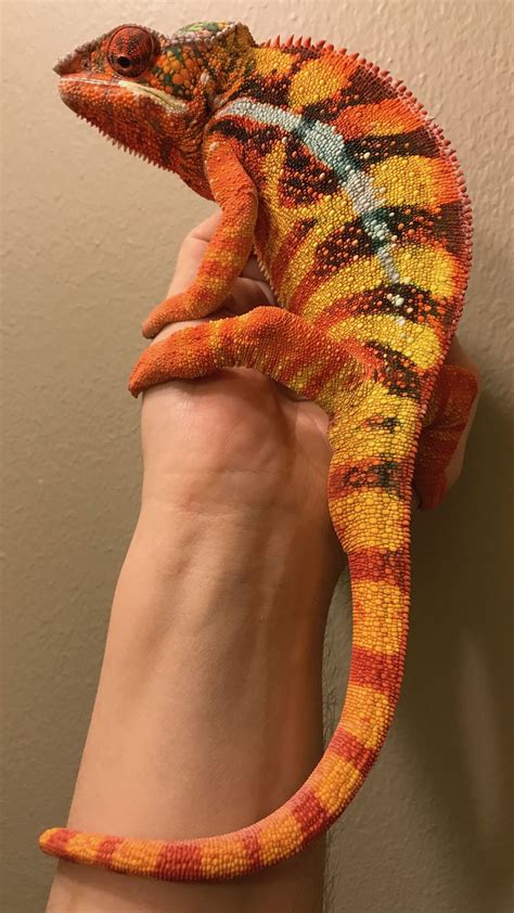 Make the jump to discover my top 5 reptiles for beginners and kids alike that are easy to handle. Sambava Panther Chameleons for sale in 2020 | Chameleon ...