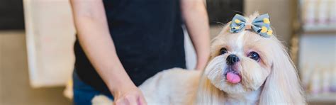 Petland bradenton carries all types of pets and pet supplies. Dog Grooming Services - Petland Bradenton, Florida