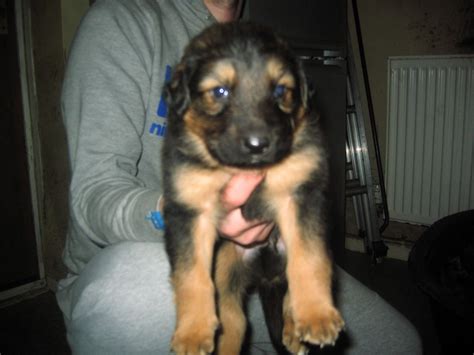 The other parent breed could make a rottweiler mix easier or more difficult to train, so you do want to ask the breeder about them. german shepherd x rottweiler puppies | Blackburn ...