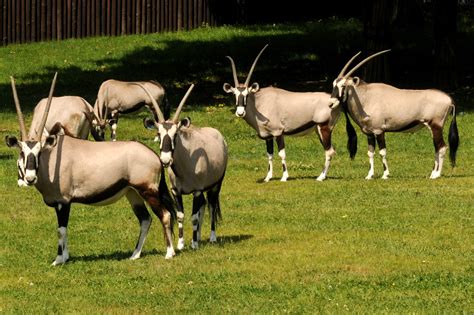 Explore quality news images, pictures from top photographers around the world. Oryx jihoafrický | Zoo Olomouc - Svatý Kopeček