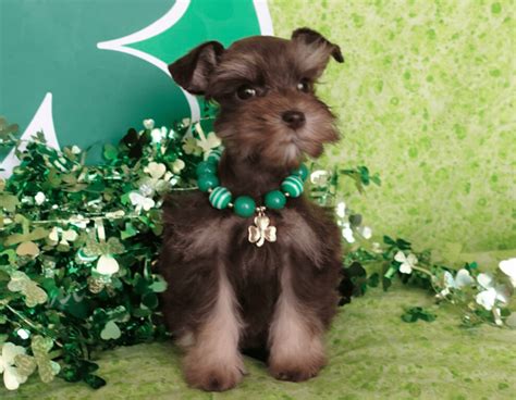 Raleigh, nc 27601 i have a beautiful (chocolate) liver pepper miniture schnauzer with a beautiful super coat for sale. Male And Female Miniature Schnauzers Puppies Salt And ...