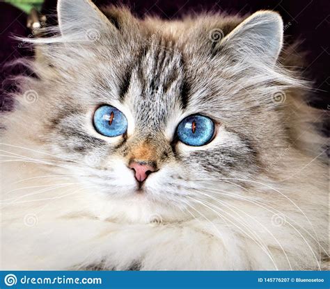 They enjoy the company of other siberian cats hail from russia, where they are cherished as a national treasure. Beautiful Blue Eyed Siberian Cat Stock Image - Image of ...