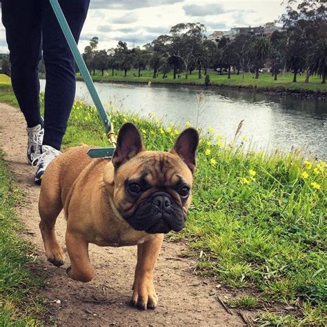 The french bulldog is a small breed of domestic dog. Remy on Instagram: "Paparazzi got me on my walk # ...