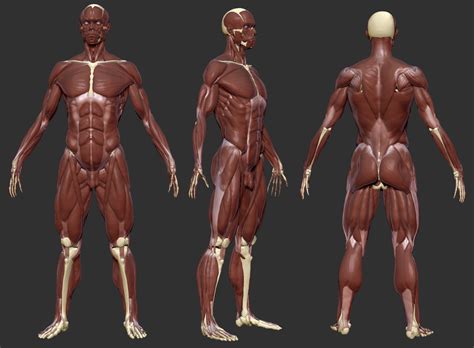 In this section, learn more about the muscles of the. Anatomy (Nudity)