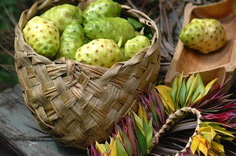 Pinang sudah sangat populer di indonesia karena memang jenis buah ini sangat. Mengkudu, khasiat obat alami si buah buruk rupa - Reps ...