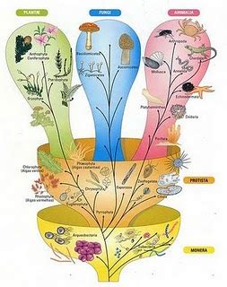 Apesar da divisão dos seres vivos ter vindo a evoluir ao longo dos tempos, a divisão em quatro reinos parecia não ser ainda o suficiente. PLANTA NATIVA: ECOLOGIA