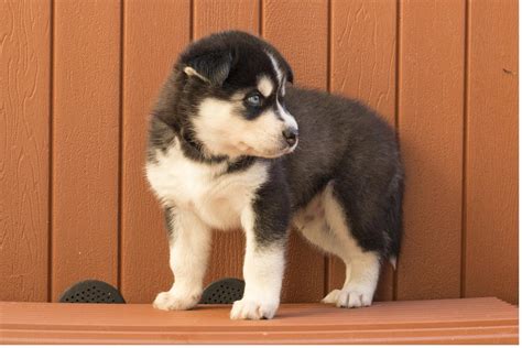 Adopt daisy a siberian husky, german shepherd dog. Shepherd Husky Puppies For Sale | Virginia Beach, VA #260475