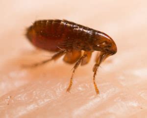 Historically, insects have existed millions of years prior to the emergence of human population. What is the Difference Between Bedbugs and Fleas? :Maine ...