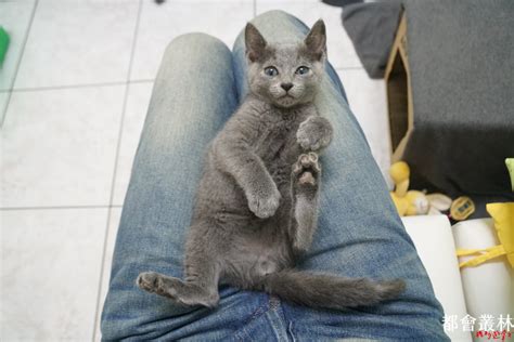 转换 rub 为 cny 货币: 【俄羅斯藍貓 Russian Blue】三王子 Bowen 來到新家啦 - 都會叢林裡的遊戲